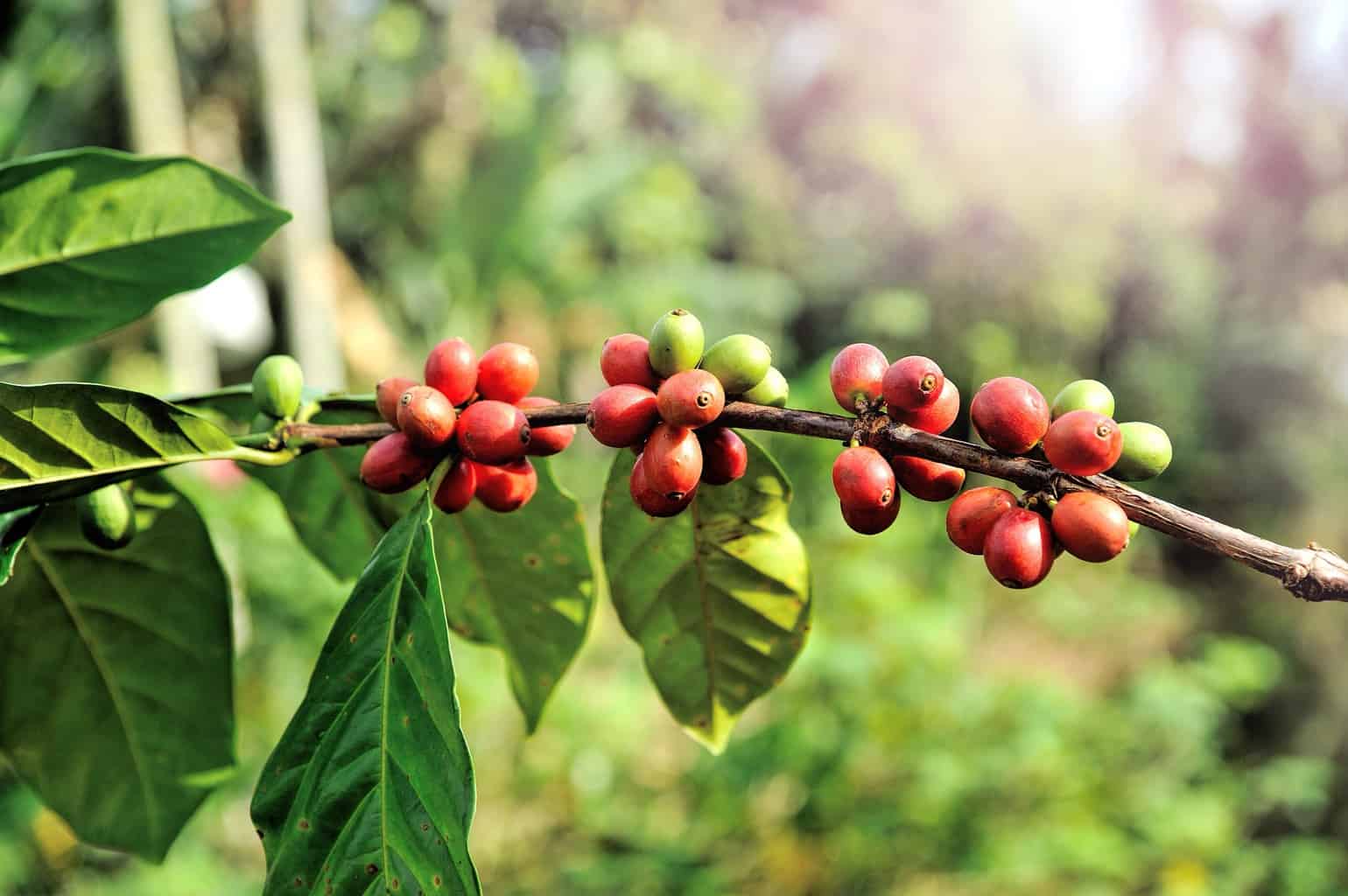 Bio und Fairtrade Espresso ese Pads
